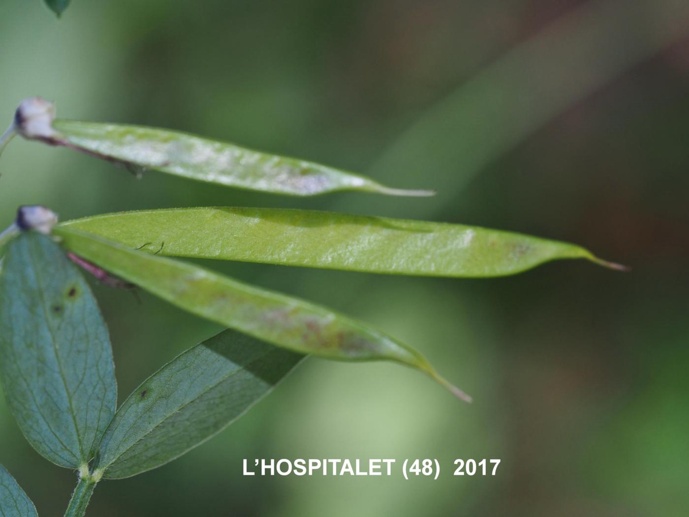 Pea, Black fruit